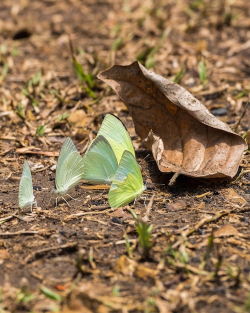 Butterfly group white green yellow on leaves