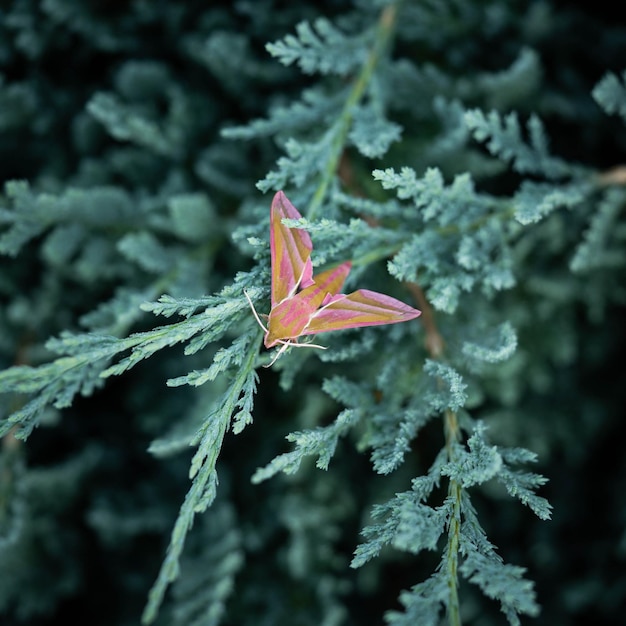 Butterfly hawk moth on an evergreen cover