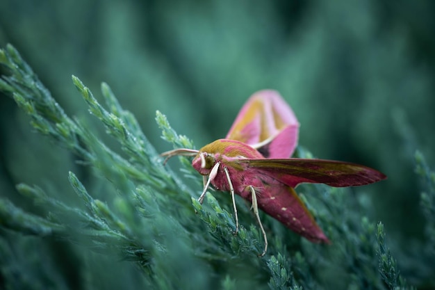 Butterfly hawk moth on an evergreen cover