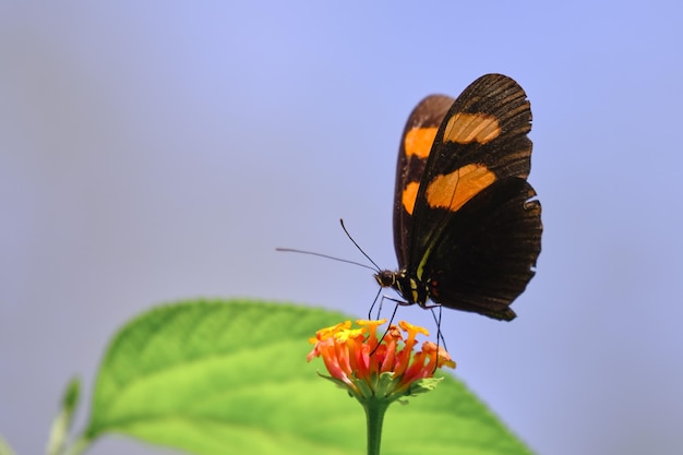 Butterfly Heliconius melpomene