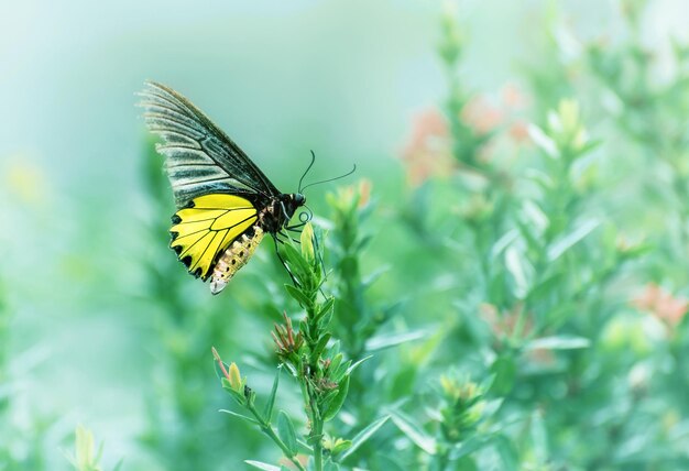 The butterfly is clinging flower in nature