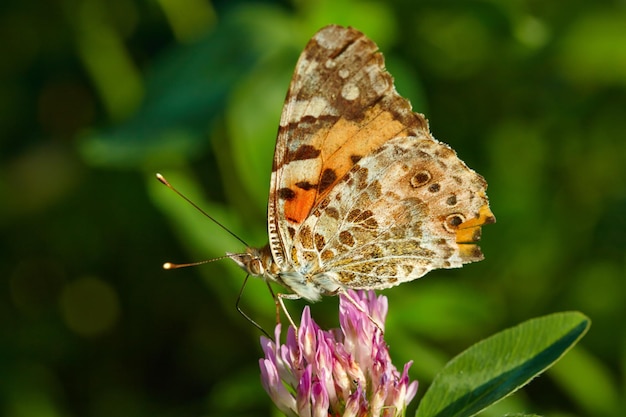 Butterfly is on the clover Closeup view Dusk sunlight