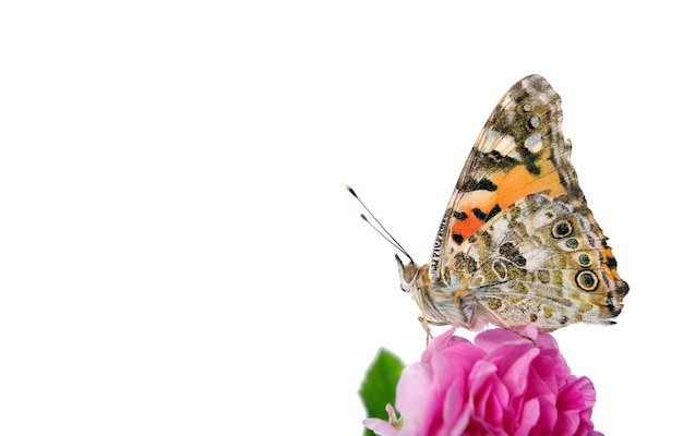 a butterfly is on a flower and the background is white.