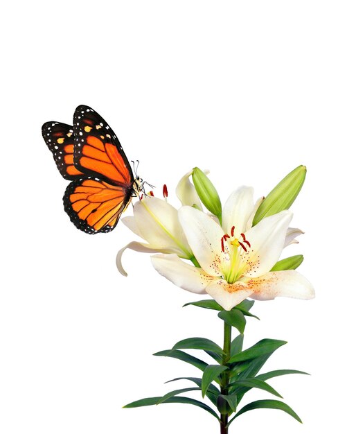 A butterfly is on a flower and the butterfly is about to fly.