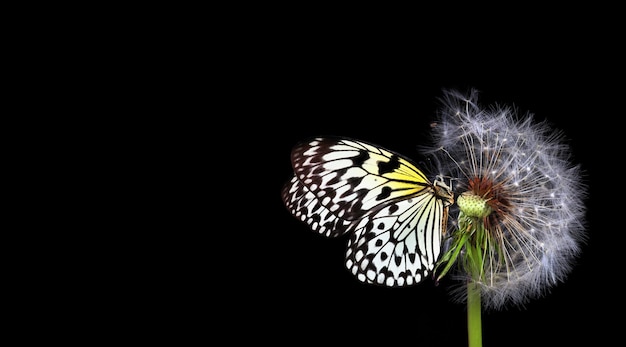 A butterfly is on a flower and the butterfly is in the background.