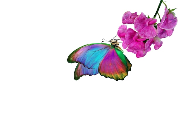 A butterfly is on a flower and the butterfly is painted in pink.