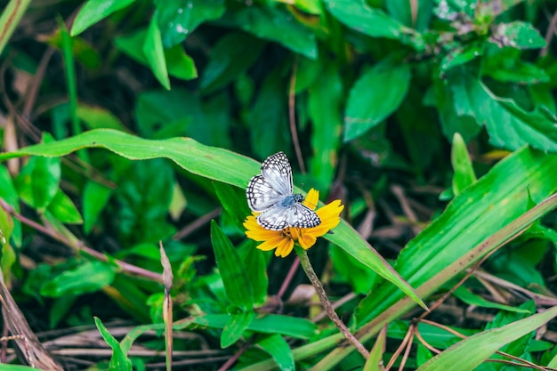 a butterfly is on a flower in the grass