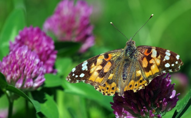 A butterfly is on a flower in the grass.