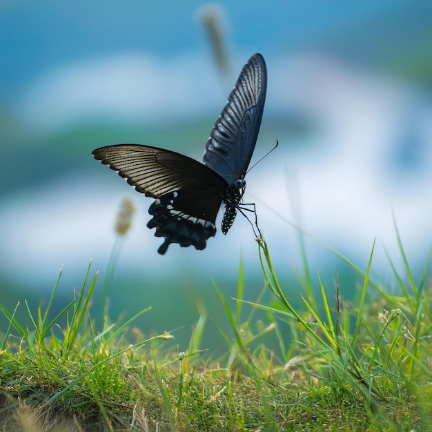 Photo a butterfly is flying in the grass with a blurry background