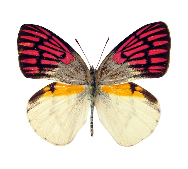 Butterfly isolated on white. Butterfly unusual crimson bright pink color. Colotis zoe close up macro