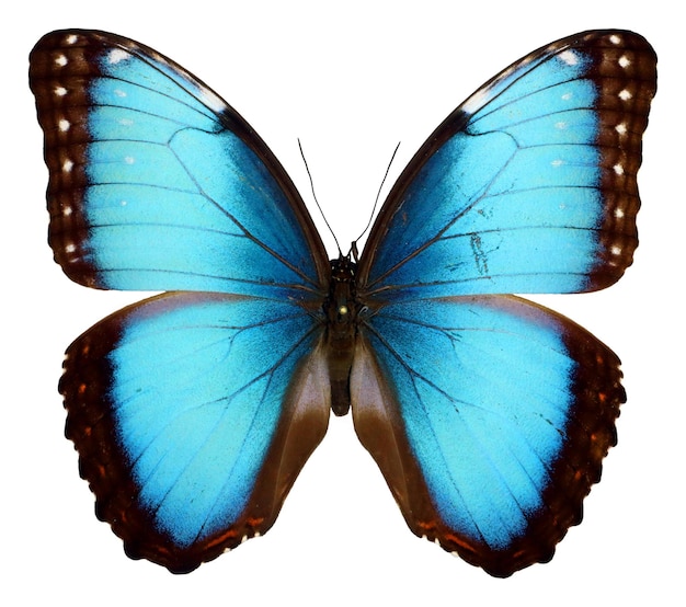 Butterfly isolated on white. Iridescent blue butterfly Morpho peleides macro. Beautiful lepidoptera