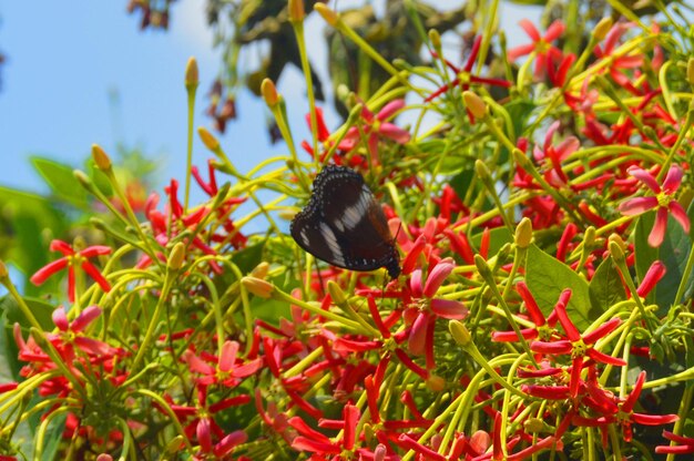 a butterfly landing on a flower