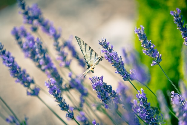 Butterfly at Lavender Bush. Toned Close Up Shot