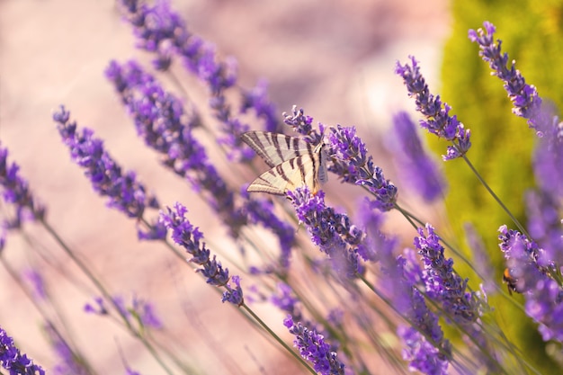 Butterfly at lavender flowers