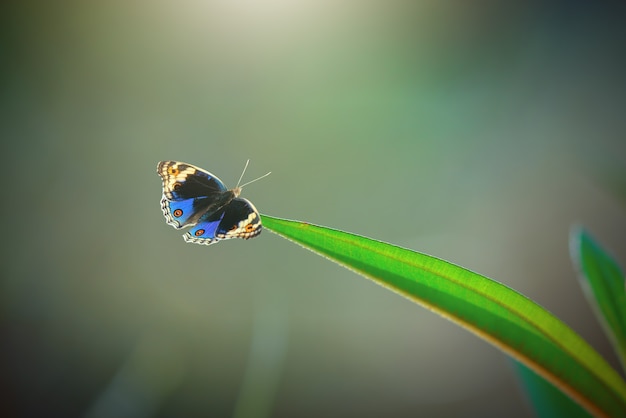 butterfly on leaf with nature background