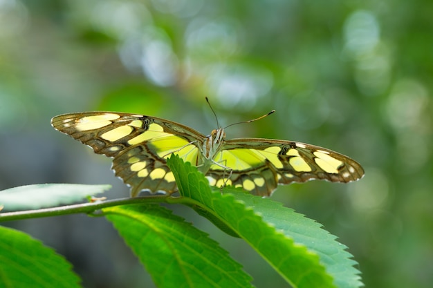 Butterfly on leave