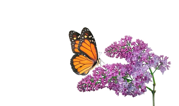 A butterfly on a lilac flower with a white background