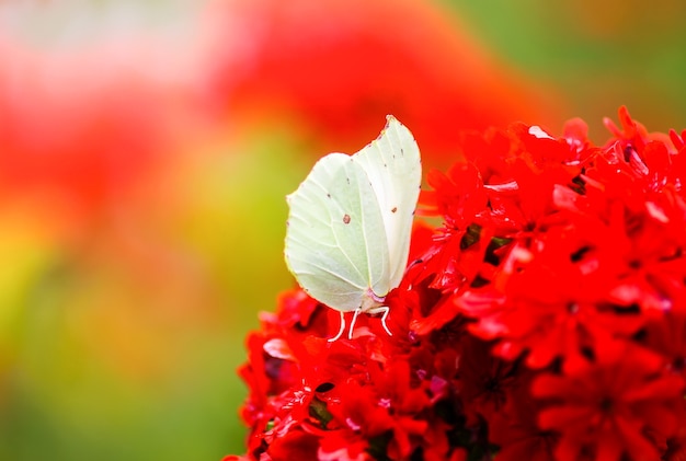 butterfly limonite, common brimstone, gonepteryx rhamni on the lychnis chalcedonica blooming plant