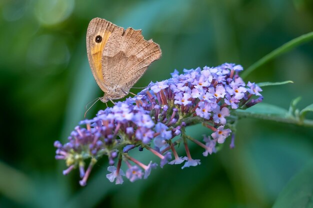 Butterfly Meadow Brown or Maniola jurtina sitting on butterfly bushes