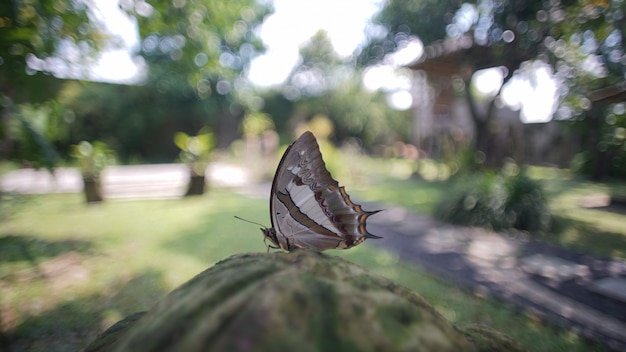 Butterfly in the morning        