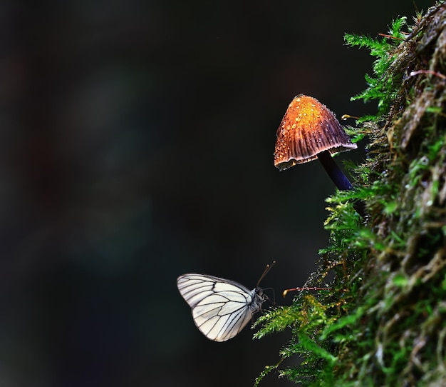 butterfly on mushroom in the forest, magic picture macro photo, seasonal landscape spring in the park