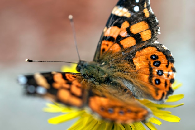 butterfly in the natural habitat Butterfly in the green forest