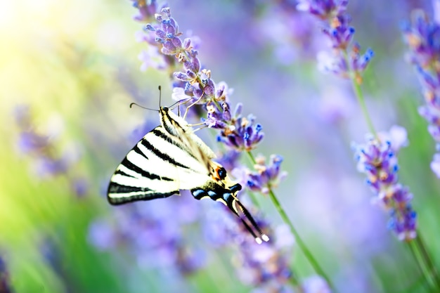 Butterfly in nature habitat