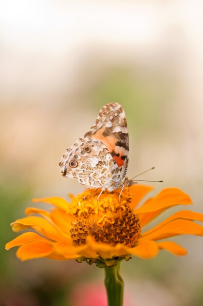 Butterfly on a orange flower