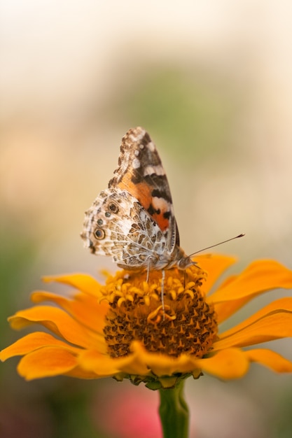 Butterfly on a orange flower