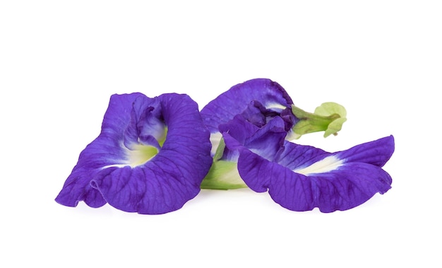 Butterfly Pea flower on white