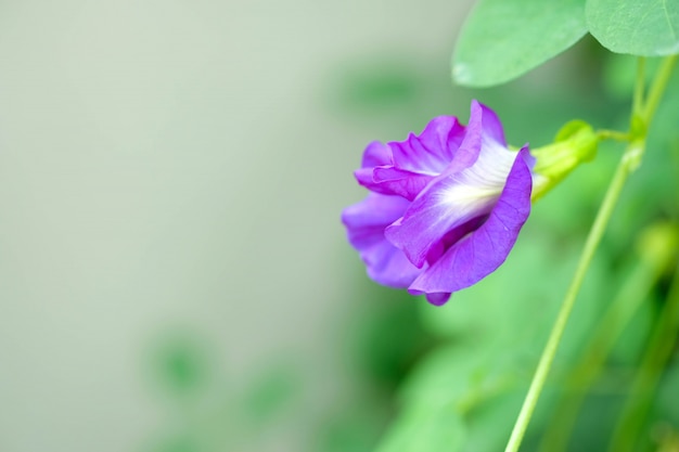 Butterfly pea flowers. Butterfly pea flowers