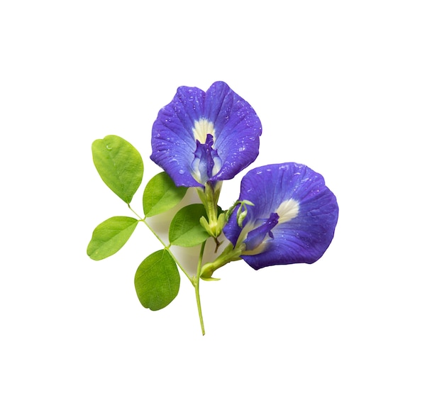 Butterfly pea flowers 