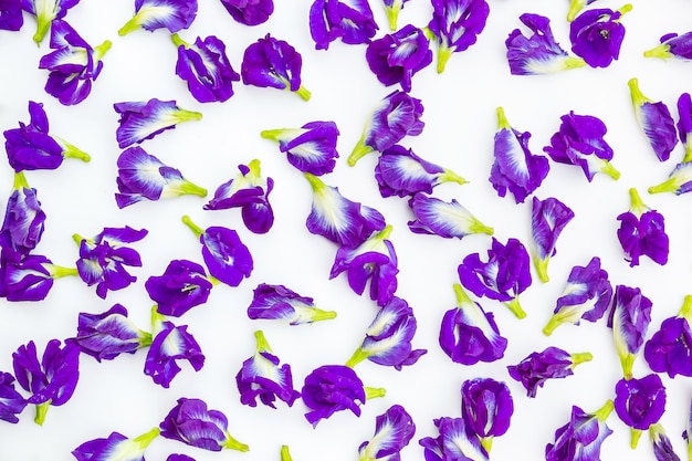 Butterfly Pea, Purple On White Background. 