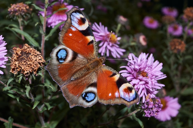 The butterfly Peacock eye collects nectar from flowers