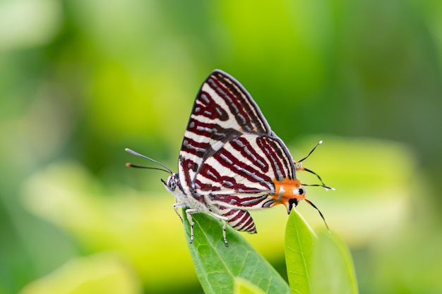 A butterfly perched on a leaf