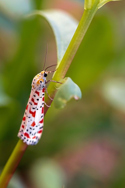 butterfly photo for mood freshness