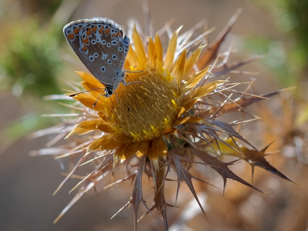 Butterfly photographed in their natural environment