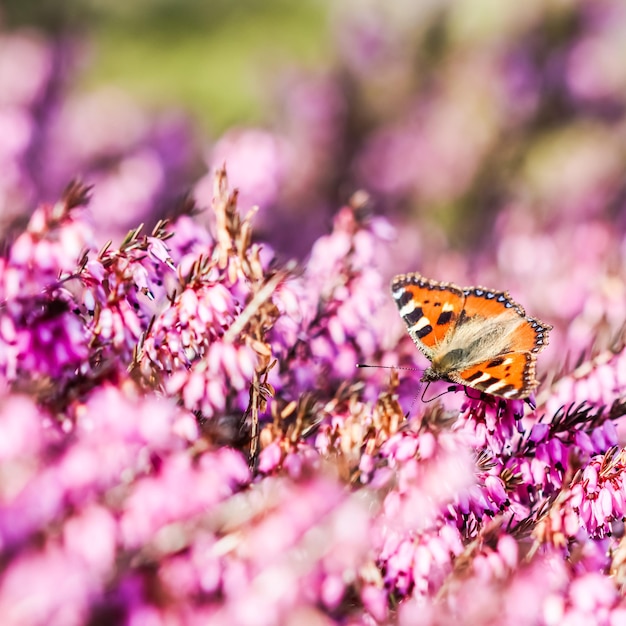 Butterfly on pink Erica Carnea flowers in early spring