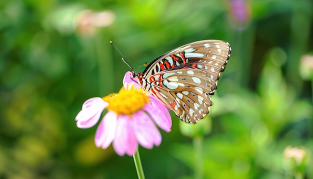 A butterfly on a pink flower