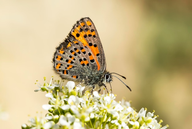 Butterfly on the plant, flower in nature. Wild life.