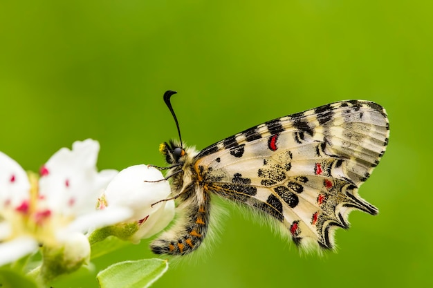 Butterfly on the plant, flower in nature. Wild life.