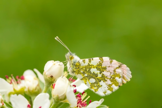 Butterfly on the plant, flower in nature. Wild life.