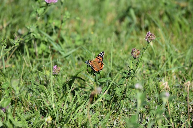 Photo butterfly pollinating on flower