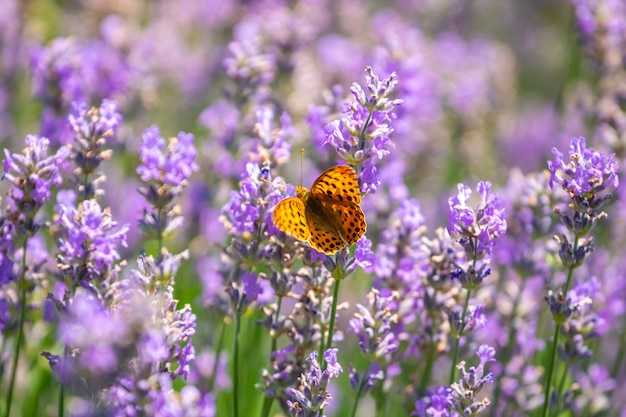 Butterfly on purple lavender flowers, lavender field closeup. Nature