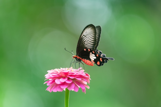 Butterfly on red flower in the garden