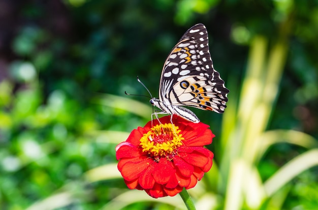 The butterfly on the red flower