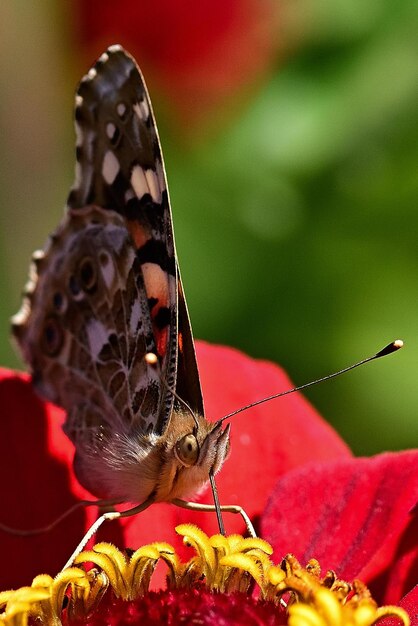 A butterfly rests on a red flower in the garden.