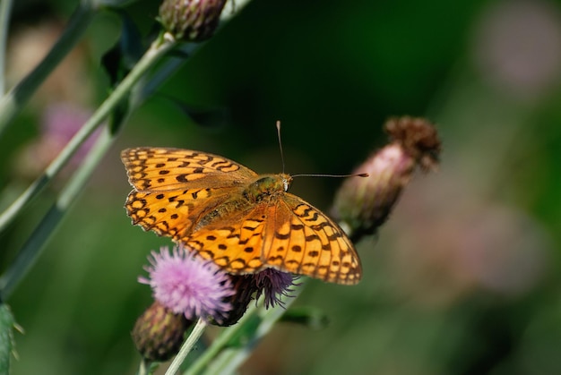 Butterfly Silverwashed FritillaryArgynnis paphia on lilac flowers on a July day