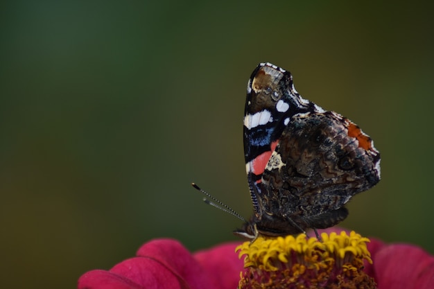 Butterfly sits on a flower in the garden