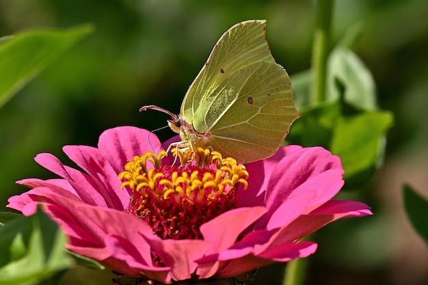 A butterfly sits on a flower in the garden.